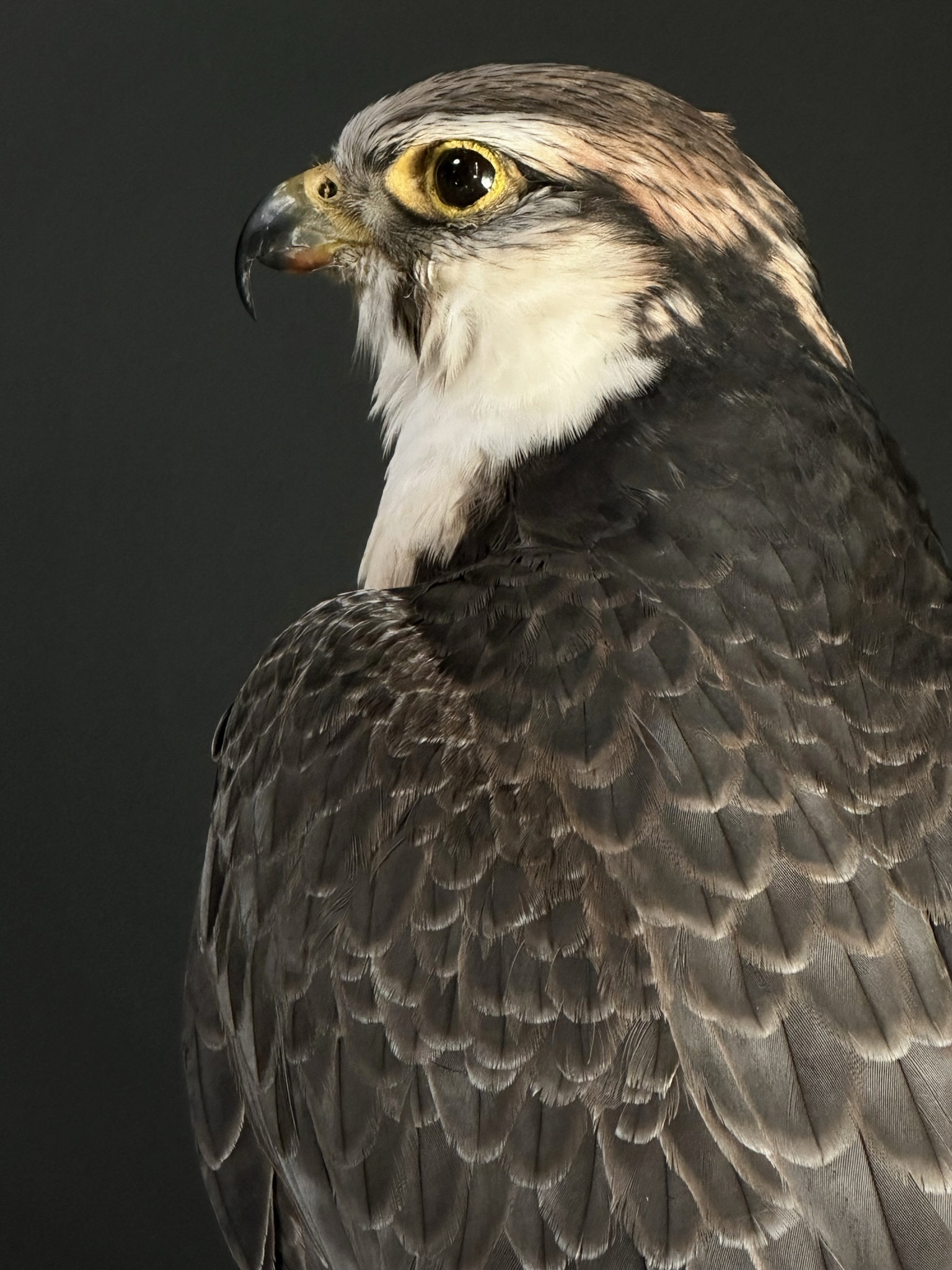 Opgezette Lannervalk (Falco jugger).