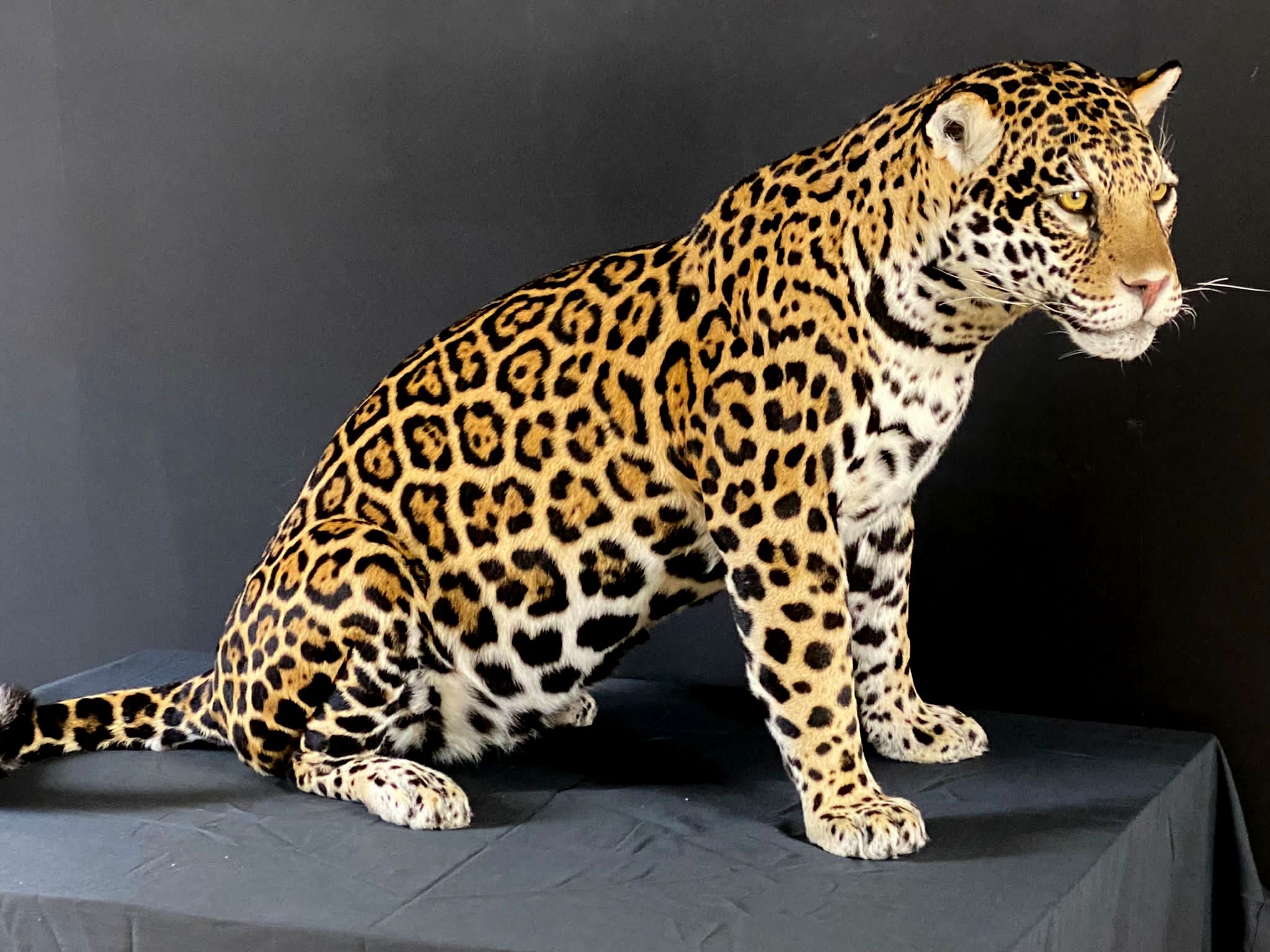 Opgezette jaguar (Panthera onca)