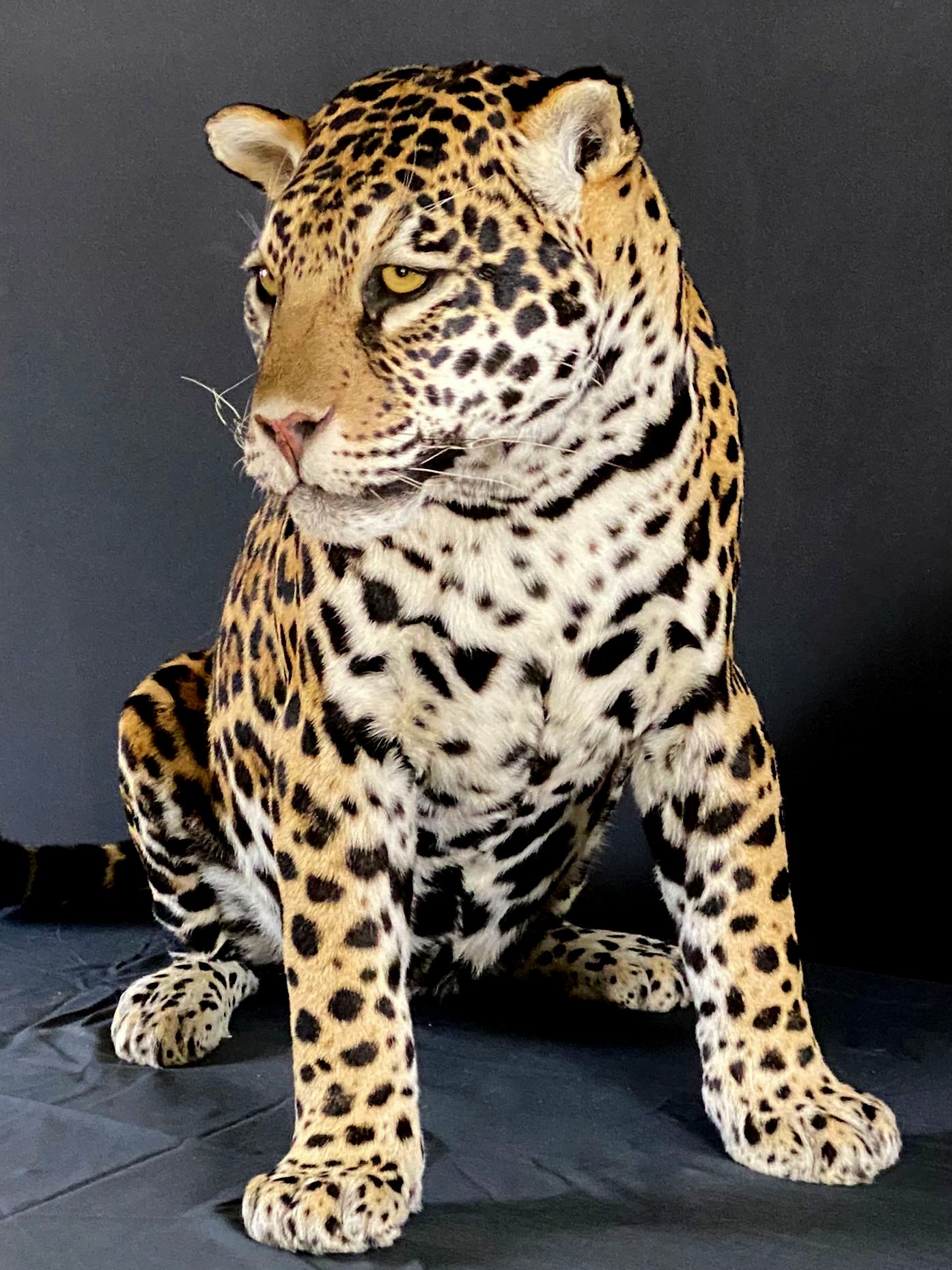 Opgezette jaguar (Panthera onca)
