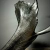 Damhert gewei "charcoal" Damhert gewei "charcoal"