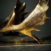 Damhert gewei goud gemetalliseerd Damhert gewei goud gemetalliseerd