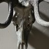 Edelhert gewei XXL"charcoal"