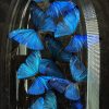 Antieke stolp met Morpho Adonis Antieke stolp met Morpho Adonis