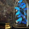 Antieke stolp met Morpho Adonis Antieke stolp met Morpho Adonis