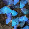 Antieke stolp met Morpho Adonis Antieke stolp met Morpho Adonis