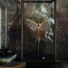Glazen vitrine met wandelende tak
