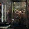 Glazen vitrine met wandelende tak