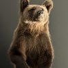 Taxidermy little brown bear Taxidermy little brown bear