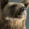 Taxidermy little brown bear Taxidermy little brown bear