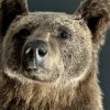 Taxidermy little brown bear Taxidermy little brown bear