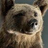 Taxidermy little brown bear Taxidermy little brown bear