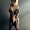 Taxidermy little brown bear Taxidermy little brown bear