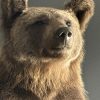 Taxidermy little brown bear Taxidermy little brown bear