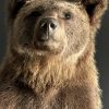 Taxidermy little brown bear Taxidermy little brown bear