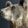Taxidermy little brown bear Taxidermy little brown bear