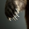 Taxidermy little brown bear Taxidermy little brown bear