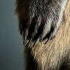 Taxidermy little brown bear Taxidermy little brown bear