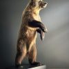 Taxidermy little brown bear Taxidermy little brown bear