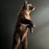 Taxidermy little brown bear Taxidermy little brown bear