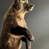 Taxidermy little brown bear Taxidermy little brown bear