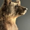Taxidermy little brown bear Taxidermy little brown bear