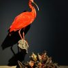 Taxidermie rode ibis Taxidermie rode ibis