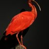 Taxidermie rode ibis Taxidermie rode ibis