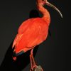 Taxidermie rode ibis Taxidermie rode ibis