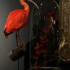 Taxidermie rode ibis Taxidermie rode ibis