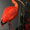 Taxidermie rode ibis Taxidermie rode ibis