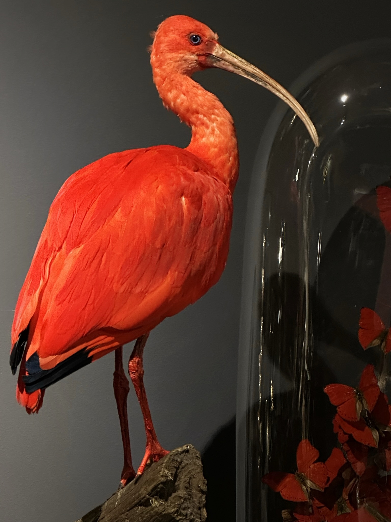 Taxidermie rode ibis