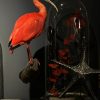 Taxidermie rode ibis Taxidermie rode ibis