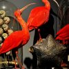 Taxidermie rode ibis Taxidermie rode ibis