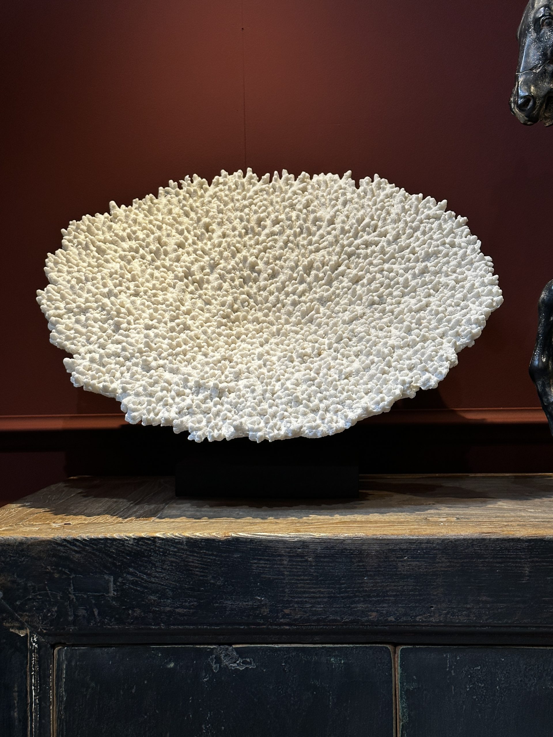 Replica van 'Acropora pulchra'