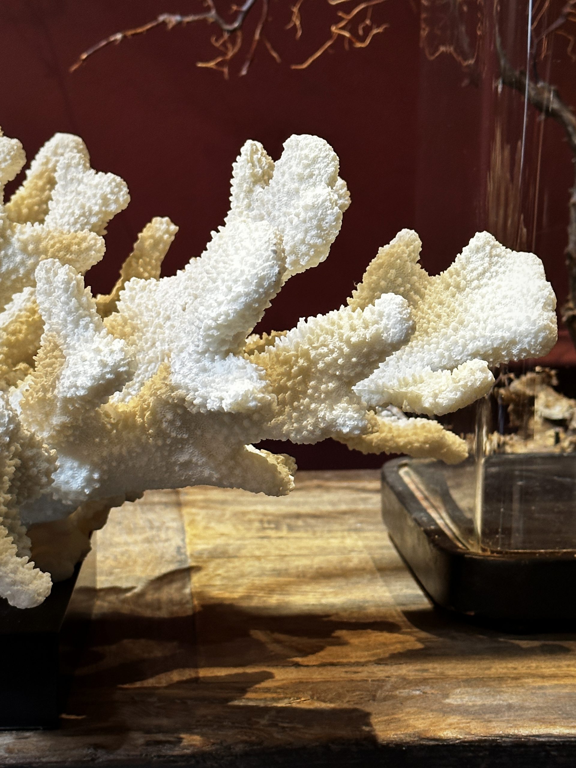 Grote berenpoot koraal - XL (replica)