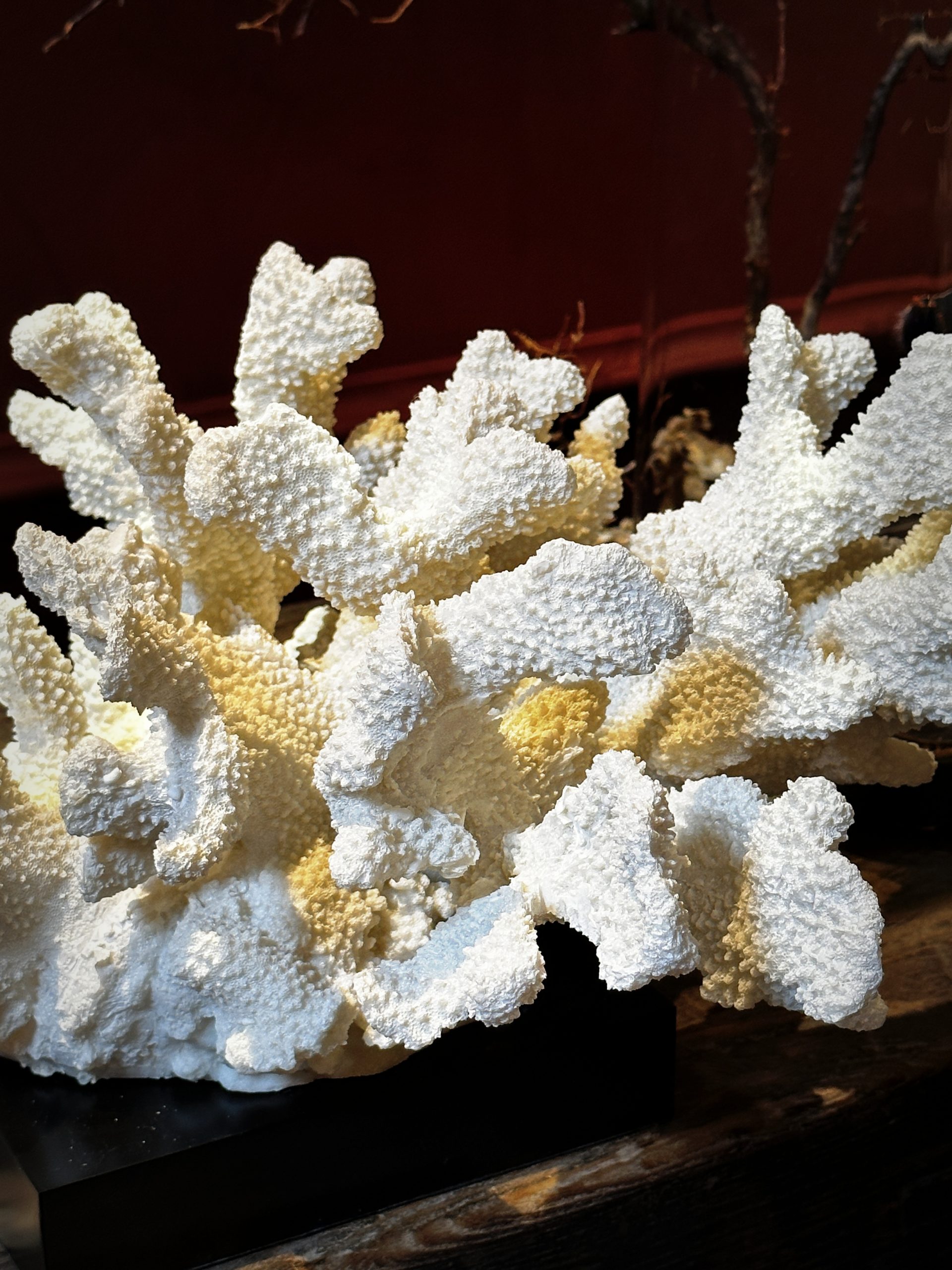 Grote berenpoot koraal - XL (replica)