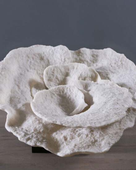 coral-montipora-white