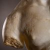 Apollo Torso XXL. marmeren replica.