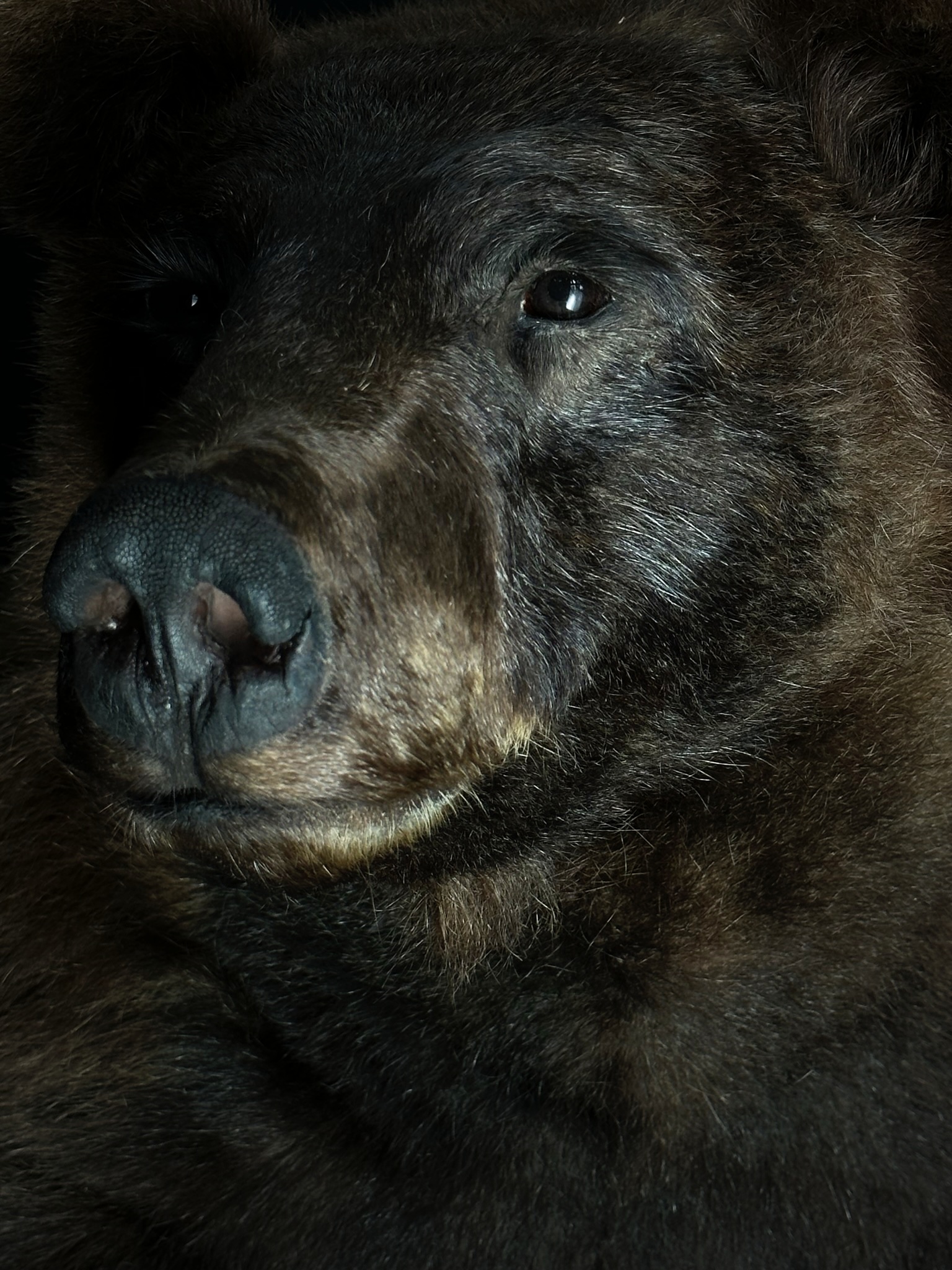 Opgezette zwarte (kaneel) beer