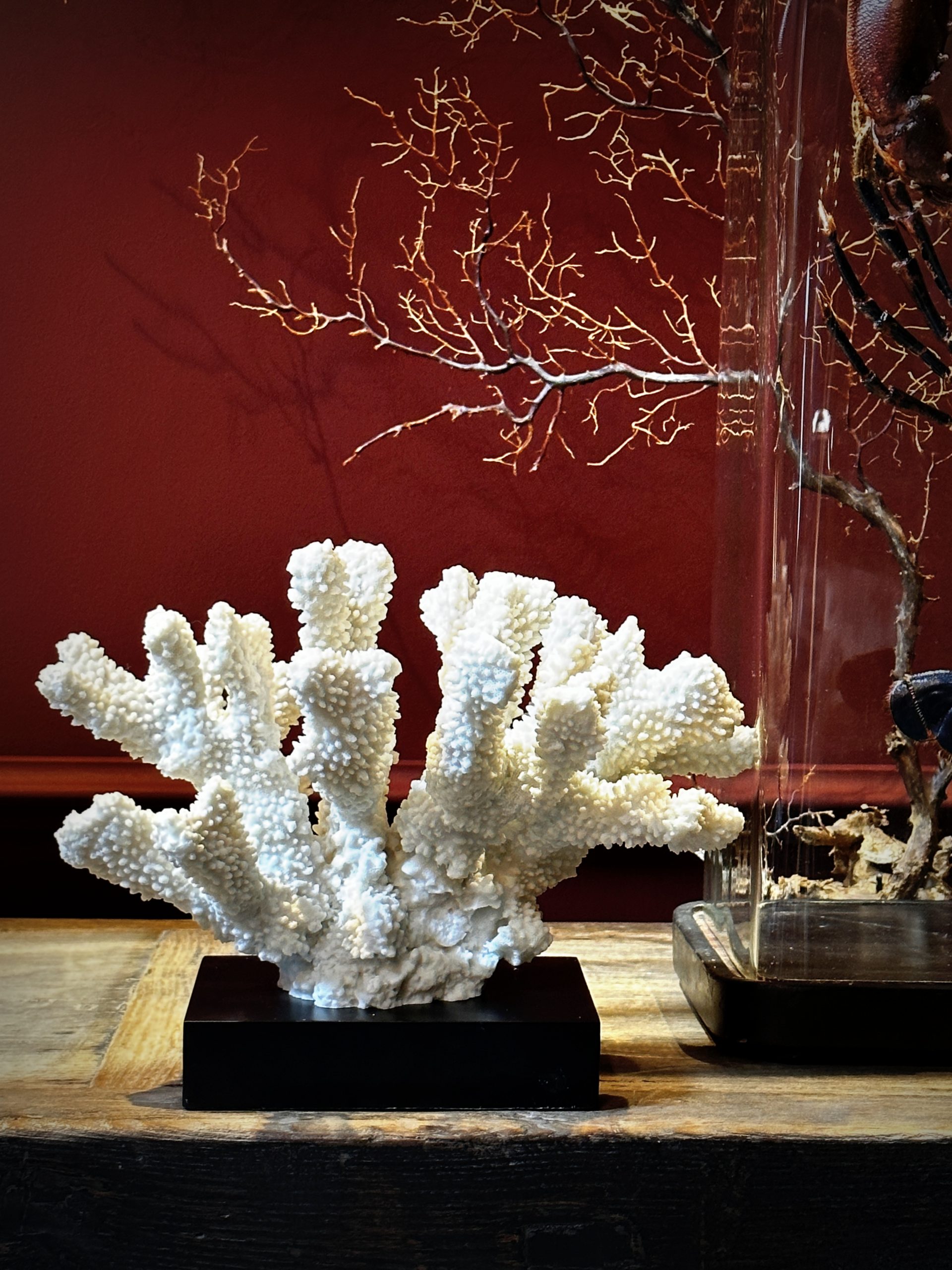Grote berenpoot koraal - M (replica)