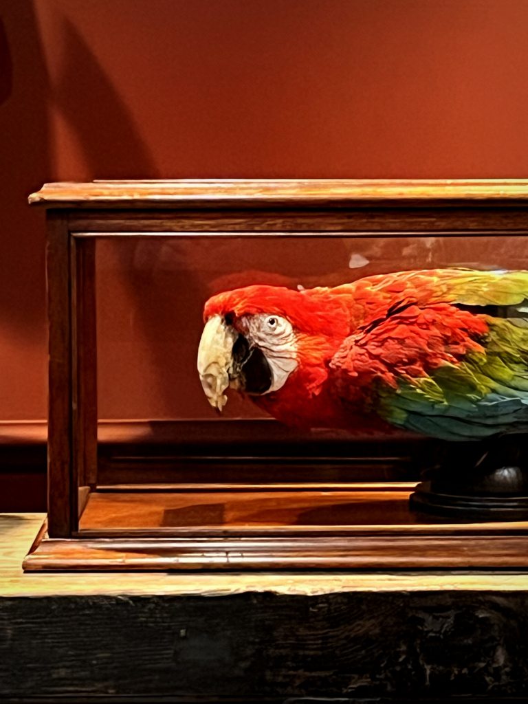 Curated visual reference: Fresh Look at Mounted Green Winged Macaw In Antique Display Case