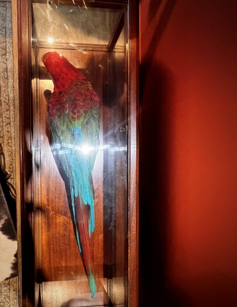 Curated visual reference: Visual Reference: Mounted Green Winged Macaw In Antique Display Case