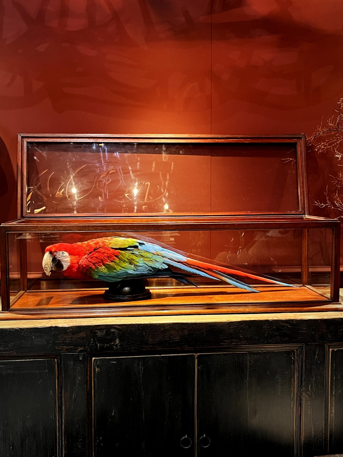 Weird And Unique Macaw Aviary Interiors Reference: Mounted Green Winged Macaw In Antique Display Case