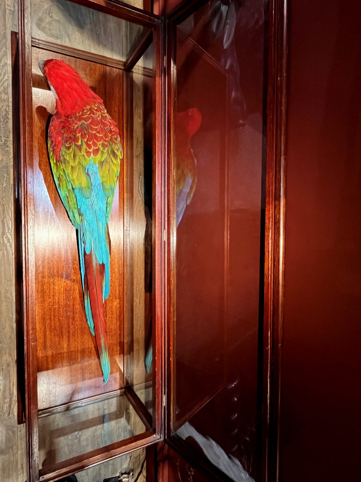 Photo inspiration: Mounted Green Winged Macaw In Antique Display Case Photo Inspiration