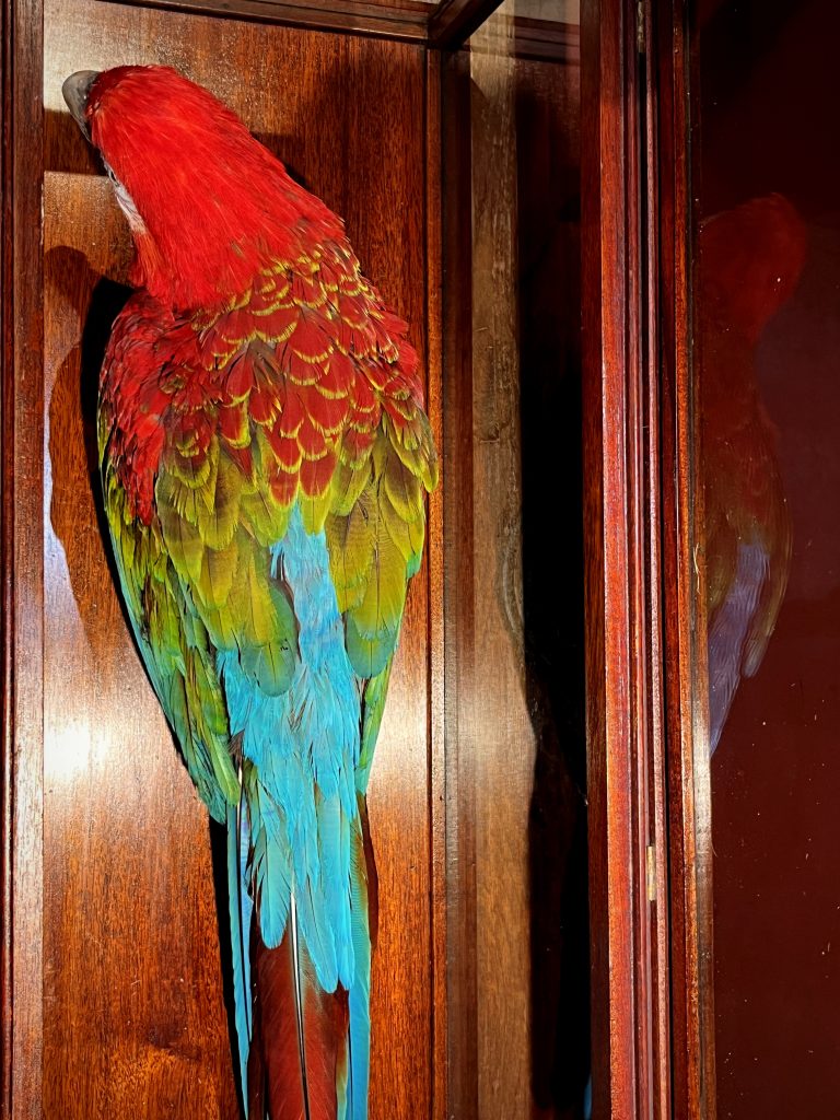 Picture Idea: Mounted Green Winged Macaw In Antique Display Case