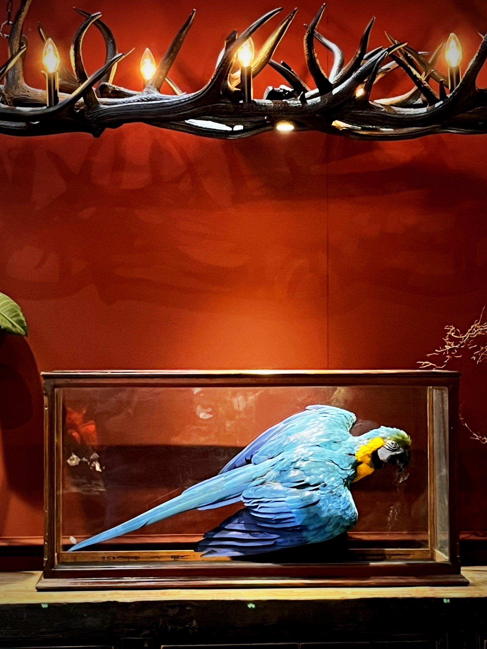 Opgezette  blauw gele ara in antieke vitrine