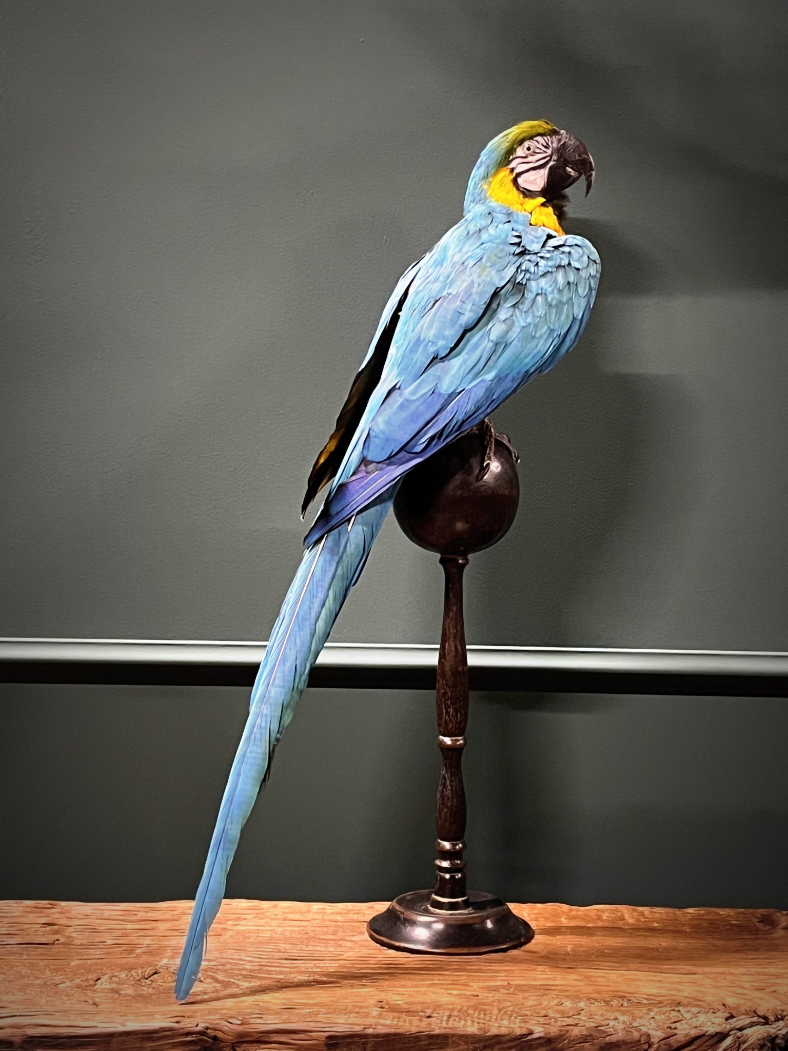View of Taxidermy blue yellow macaw - BEAST Interiors