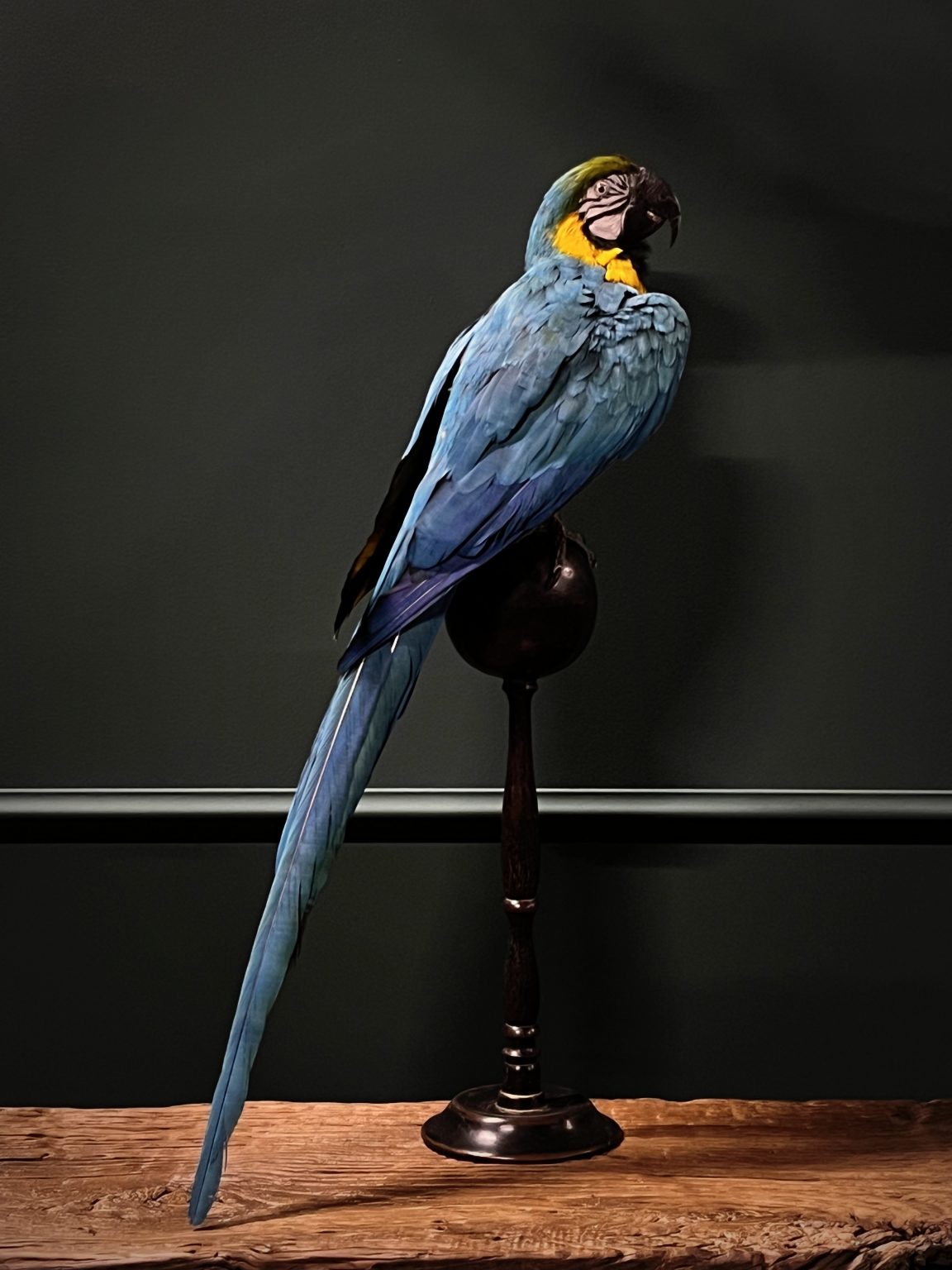 Taxidermy blue yellow macaw - BEAST Interiors - Macaw Bird Interior Design