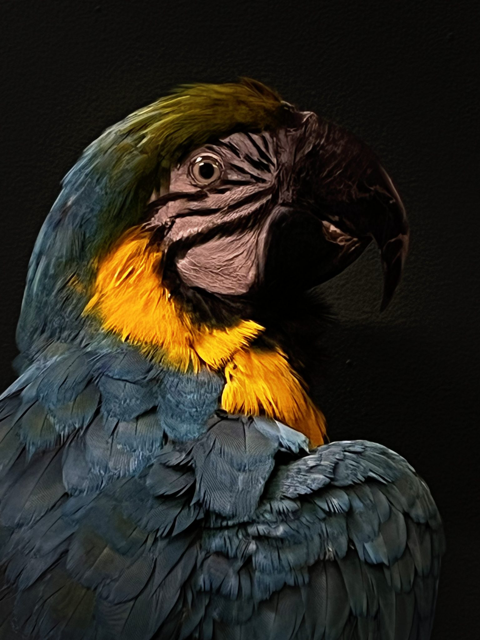 Image showcasing Taxidermy blue yellow macaw - BEAST Interiors