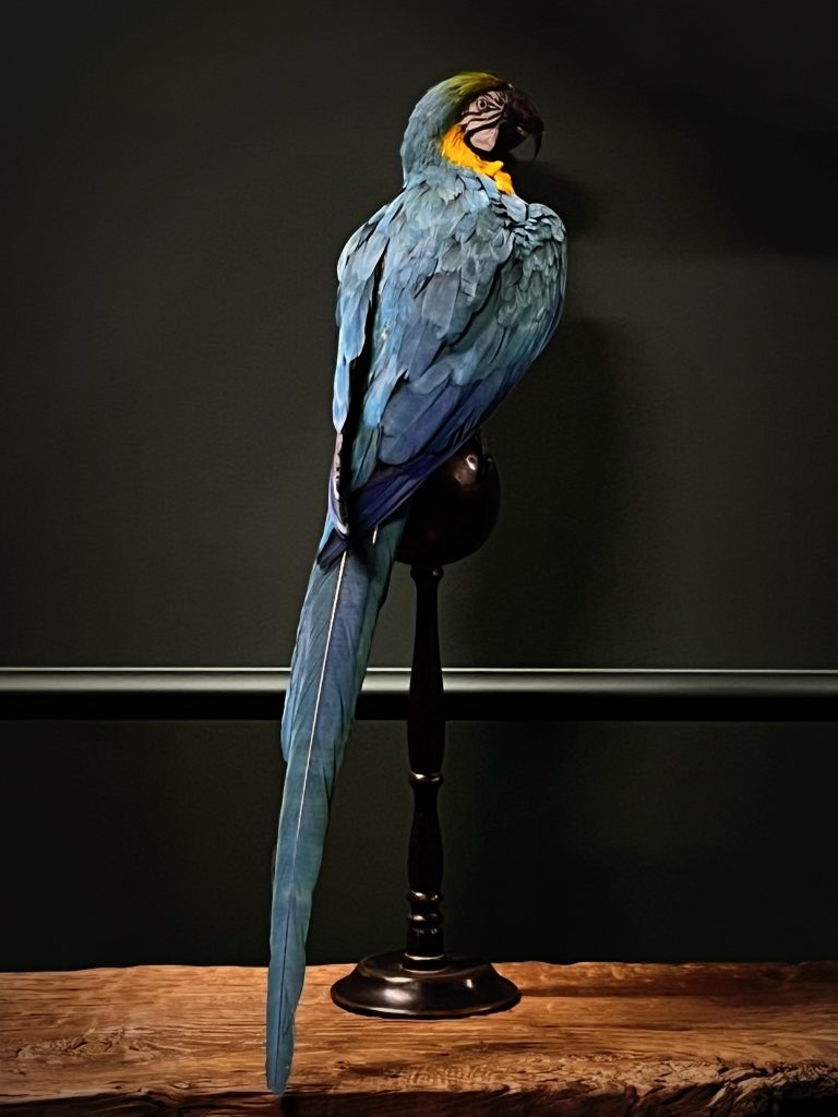 Picture of Taxidermy blue yellow macaw - BEAST Interiors
